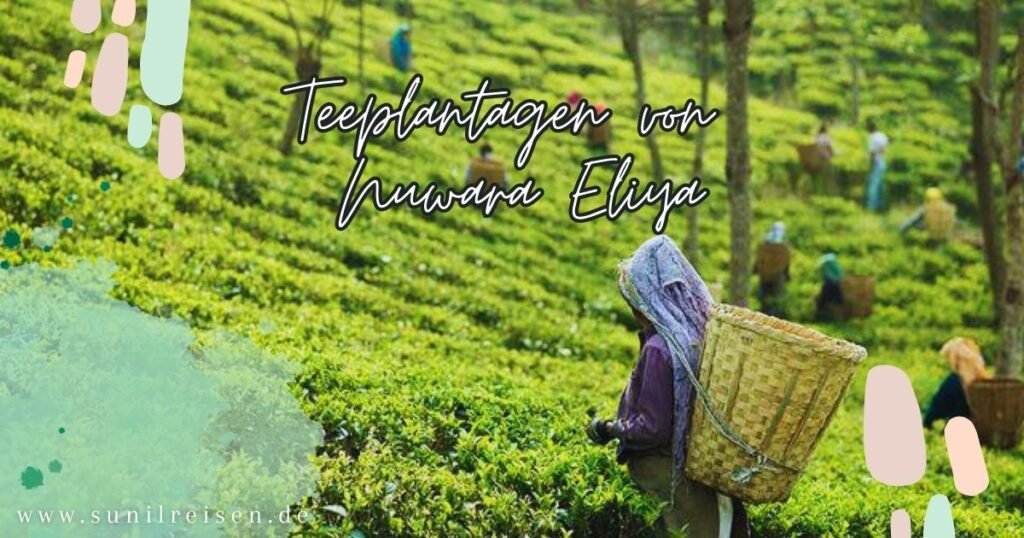 Teeplantagen von Nuwara Eliya